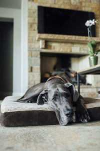 Portrait of great dane relaxing on pet bed at home