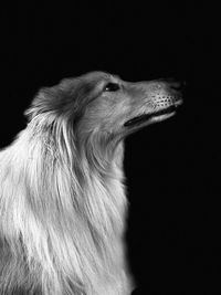 Close-up of a dog over black background