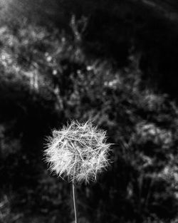 Close-up of dandelion against blurred background