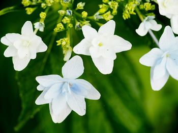 Close-up of white flowers blooming outdoors