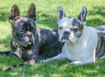 Portrait of dog on grass