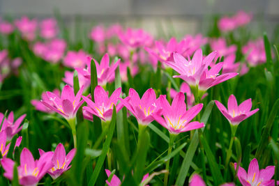 Pink rain lily petals on green linear leaf, corolla blooming know as rainflower