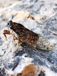 Close-up of insect on rock