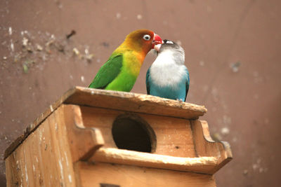 Close-up of birds perching on wood