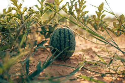 Close-up of pumpkin on land