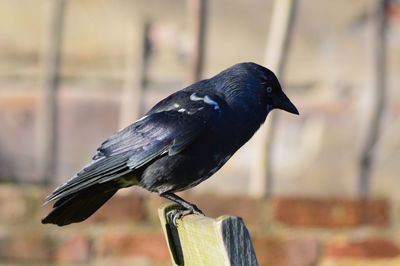 Close-up of bird perching outdoors