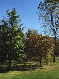 Trees on grassy field