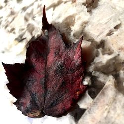 Close-up of maple leaf on snow