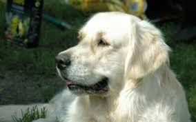 One Animal Dog Pet Animal Themes Animal Mammal Canine Domestic Animals Golden Retriever Water Retriever Polish Tatra Sheepdog Great Pyrenees Setter No People Animal Body Part Close-up Looking Day Focus On Foreground