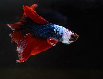 Close-up of fish swimming in sea