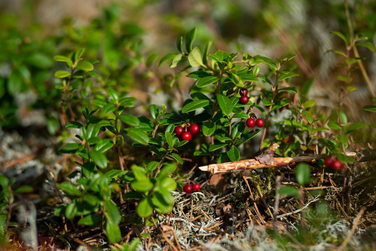 CLOSE-UP OF CHERRIES GROWING ON PLANT IN FIELD