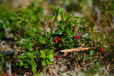 Close-up of berries growing on plant at field