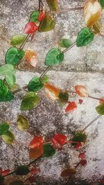 Close-up of red leaves