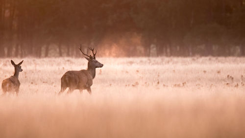 Deer standing in a field