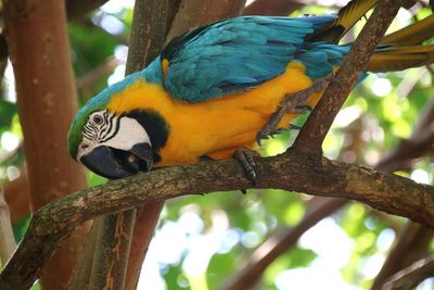 Low angle view of parrot perching on tree