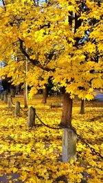 Autumn leaves on field