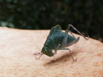 Close-up of grasshopper