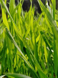 Close-up of grass growing on field