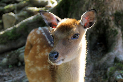 Close-up of a sheep