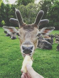 Close-up of man feeding deer