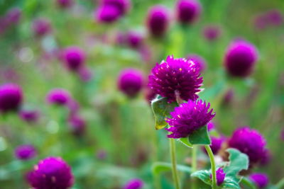 Close-up of insect on purple flowers