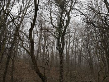 Bare trees in forest against sky