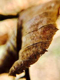 Close-up of butterfly on leaf