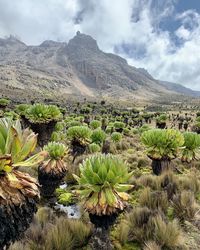 Mount kenya 