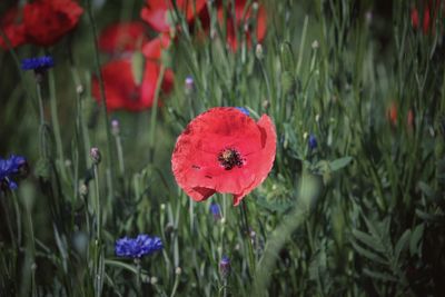 Close-up of red poppy flowers on field