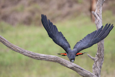 Bird flying over a tree