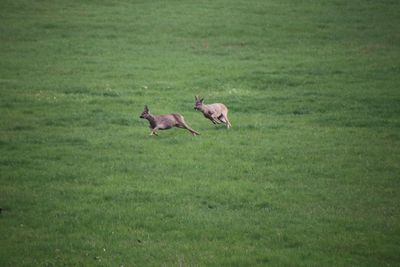 Deer running on grassy field