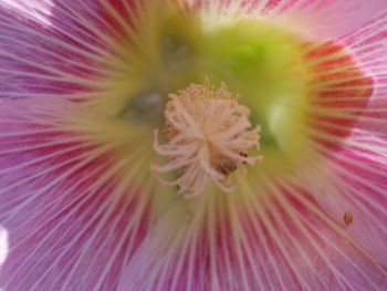 Macro shot of pink flower