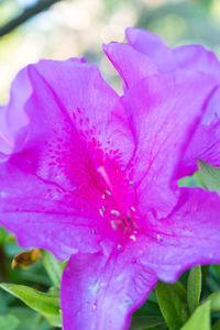 Close-up of pink water lily blooming outdoors