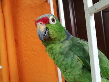 Close-up of parrot perching on green plant