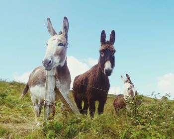 3 donkeys in field in ireland