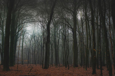 Trees in forest