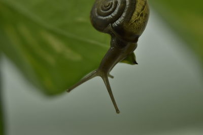 Close-up of snail on leaf