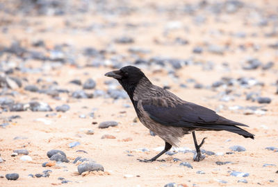 Close-up of a bird on sand