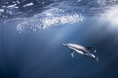 Fish swimming in sea