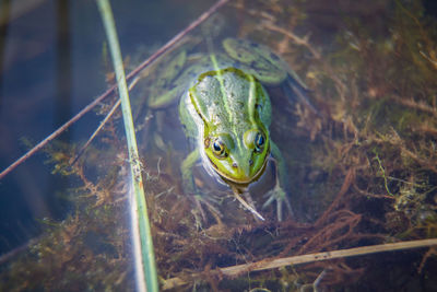 Close-up of frog in swimming