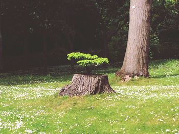 Trees growing on tree trunk