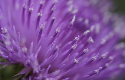 Close-up of purple flowering plant