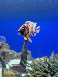 Close-up of fish swimming in sea