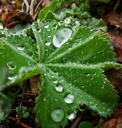 Close-up of raindrops on leaf