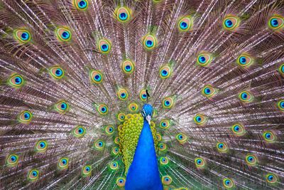 Full frame shot of peacock