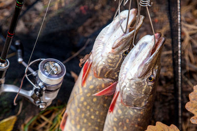 Close-up of fish for sale at market