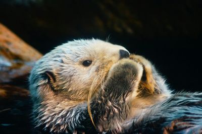 Close-up of wet sea otter