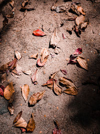 High angle view of leaves fallen on street