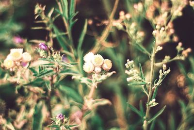 Close-up of pink flowers