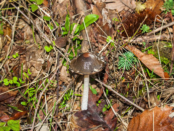 High angle view of mushroom